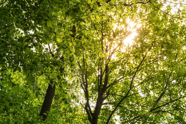 Warm Sunlight Through Green Tree,  Rays