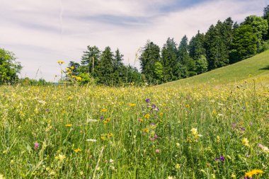 Orman Tarlası, Güzel Doğa