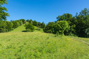 Yaz Gününde Orman Alanı