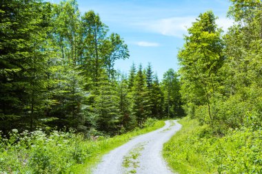 Path in Forest,  Daytime.  HIking 