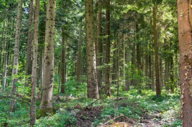 Wood Tree Trunks, Dense Sky, Daytime.  Forest in Summer