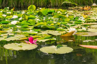 Beautiful Green Pink Lily Pad Flowers in Outdoor Park Pond 