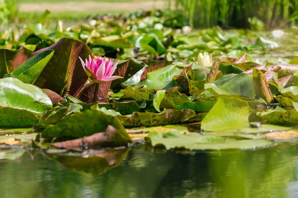 Beautiful Green Pink Lily Pad Flowers in Outdoor Park Pond