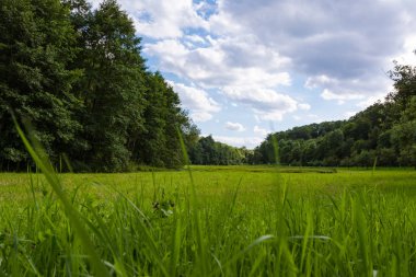 Huzurlu Yeşil Orman Arazisi 