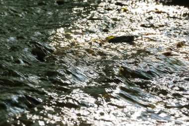 Ormanın Küçük Deresi Yakın Doku 