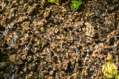 Ormandaki Küçük Dere Kapanışı