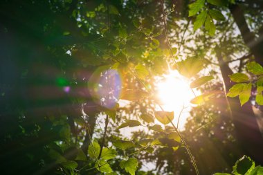 Ormandaki Çalılıklar Arasındaki Güneş Işığı