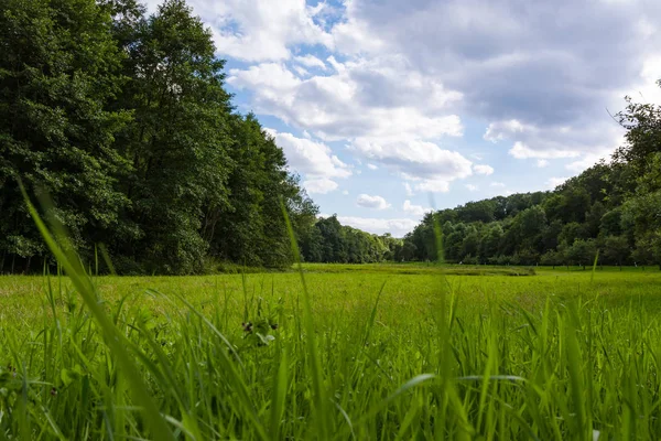 Huzurlu Yeşil Orman Arazisi 