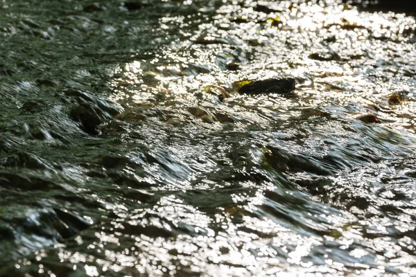 Ormanın Küçük Deresi Yakın Doku 