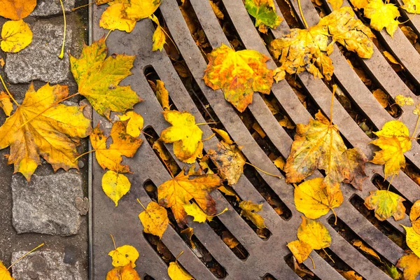 Φθινοπωρινά Φύλλα Που Βρίσκονται Στην Άσφαλτο Sidewalk Κάλυψη Αερισμού Μετάλλων — Φωτογραφία Αρχείου