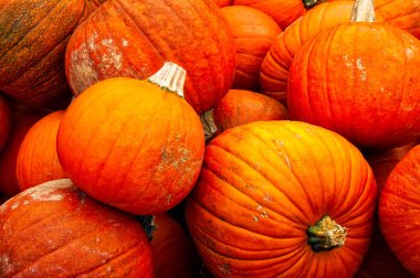Multi-Colored Pumpkins, Closeup Texture