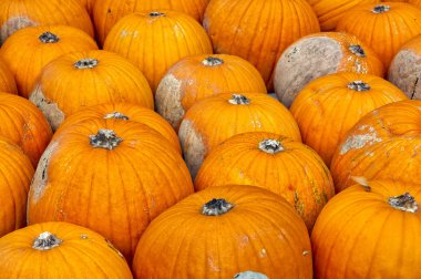 Multi-Colored Pumpkins, Closeup Texture