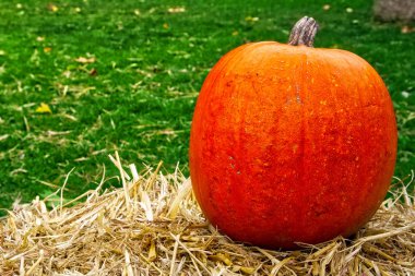 Single Pumpkin on Haystack Farm 