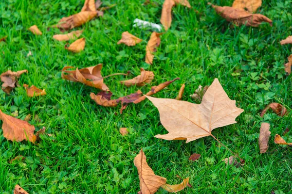 Яркая Зеленая Трава Листьями Клена — стоковое фото