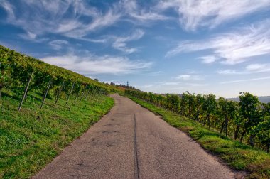 Outdoors Vineyard Landscape. Fall Season