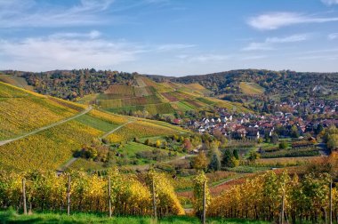 Outdoors Vineyard Landscape. Fall Season