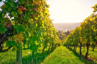 Vineyard Rows  Outdoors  at Daytime.  Agriculture