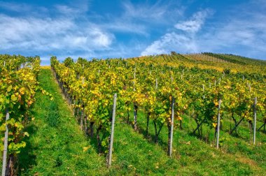 Vineyard Rows  Outdoors  at Daytime.  Agriculture