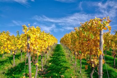 Vineyard Rows  Outdoors  at Daytime.  Agriculture