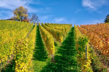 Orange Autumn Pumpkin  Outdoors