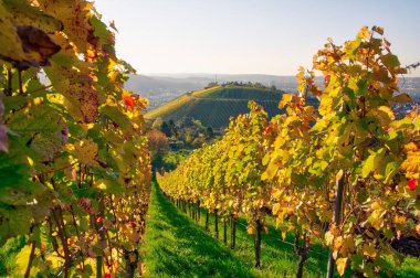 Orange Autumn Pumpkin  Outdoors
