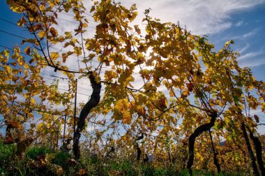 Vineyard Rows  Outdoors  at Daytime.  Agriculture