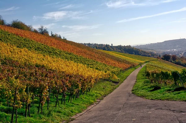 Outdoors Vineyard Landscape. Fall Season