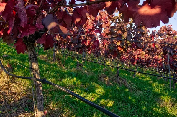 Vineyard Rows  Outdoors  at Daytime.  Agriculture