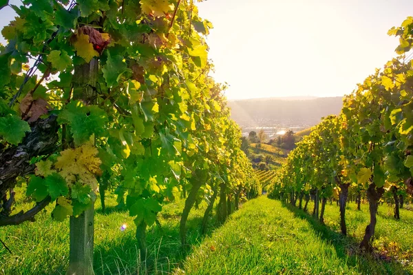 Vineyard Rows Świeżym Powietrzu Dzień Rolnictwo — Zdjęcie stockowe