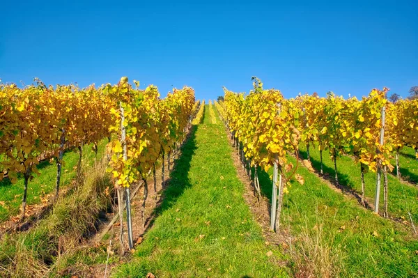 Vineyard Rows Outdoors Daytime Agriculture — Zdjęcie stockowe