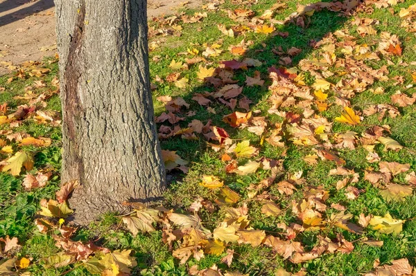 Fall Tree Outdoors Daytime — стоковое фото