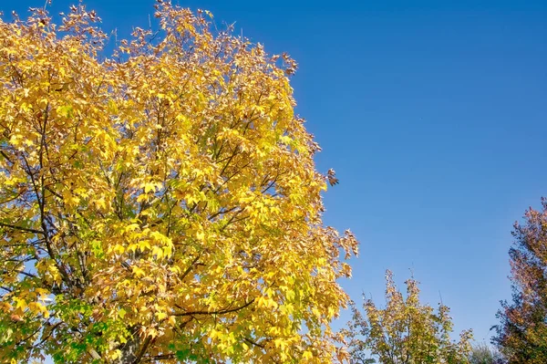 Fall Tree Outdoors Την Ημέρα — Φωτογραφία Αρχείου