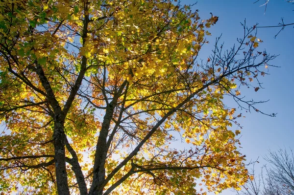 Fall Tree Outdoors Την Ημέρα — Φωτογραφία Αρχείου
