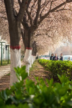 The  Oriental Cherries in a Chinese University Campus in Xi'an,China , March 2018