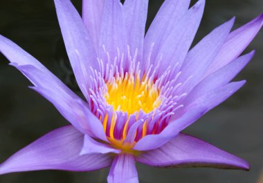 Mor lotus çiçek çiçek kadar kapatın.