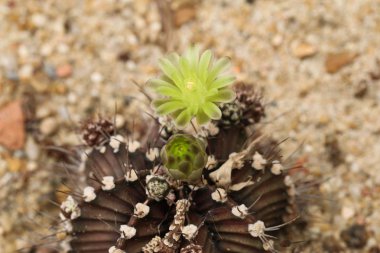 Güzel açan çöl kaktüsü çiçeği.