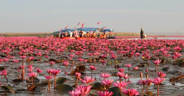 Udon Thani, Tayland - 7 Ocak 2017: Turist Kumpawapee, sabah kırmızı lotus gölde tekne üzerinde.