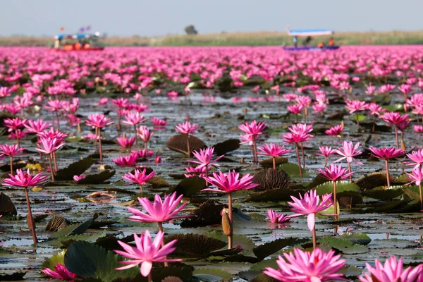 Moře červené Lotus při východu slunce v Udon Thani, Nespatřené Thajsko. — Stock fotografie