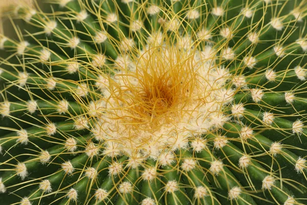 Cactaceae: Echinocactus grusonii or Golden Barrel Cactus, macro. — Stock Photo, Image