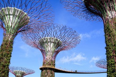 Singapur - 9 Temmuz 2017: Supertree Bahçe sabah, bay bölgesindeki Bahçe.