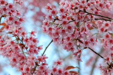 Kiraz çiçeği veya sakura çiçeklere Khun Chang Kian, Chiangmai, Tayland.