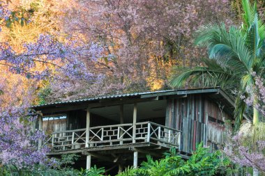 sakura yabani Himalaya kiraz khun chang kian, Chiangmai Eyaleti, Tayland, Thailand, evi.