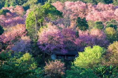 sakura yabani Himalaya kiraz khun chang kian, Chiangmai Eyaleti, Tayland, Thailand, evi.