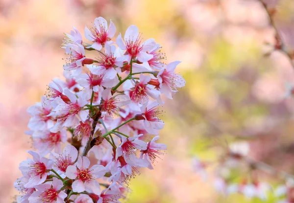 Cherry Blossom Sakura Flowers Chiangmai Thailand — Stock Photo, Image