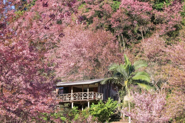 sakura yabani Himalaya kiraz khun chang kian, Chiangmai Eyaleti, Tayland, Thailand, evi.