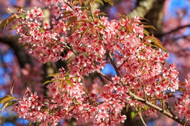 Pembe kiraz çiçeği, Khunwang, Chiangmai Eyaleti, Tayland dalı kadar kapatın.