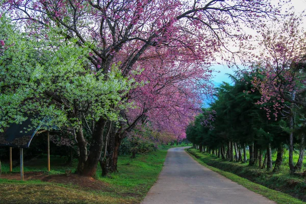 Kiraz Çiçeği Yolu Khunwang Sabah Chiangmai Tayland — Stok fotoğraf