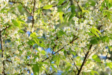 Beyaz kiraz çiçeği, Khunwang, Chiangmai Eyaleti, Tayland dalı kadar kapatın.