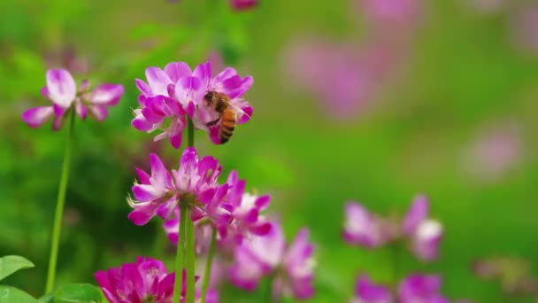 Çiçek tarlasında uçan bal arısı — Stok video