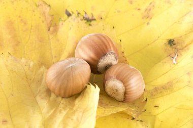 Sonbahar yaprakları üzerinde fındık